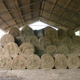 De vanzare baloti mari din fana de gradina 30 buc–400 kg– Baile Homorod